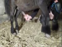 Big horse dick got grabbed and jacked off by slut